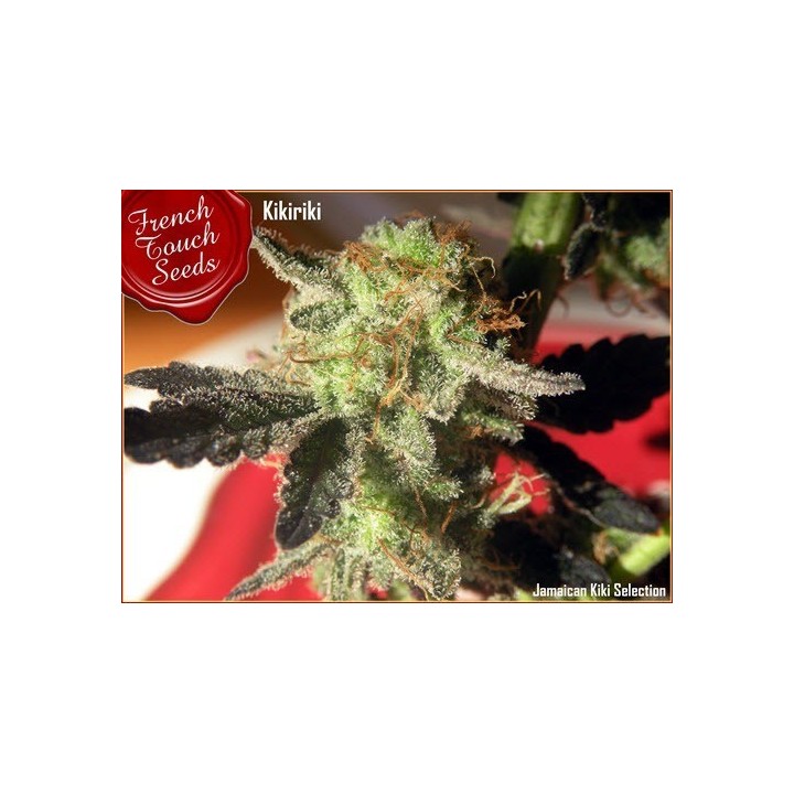 Kikiriki Regular de French Touch Seeds