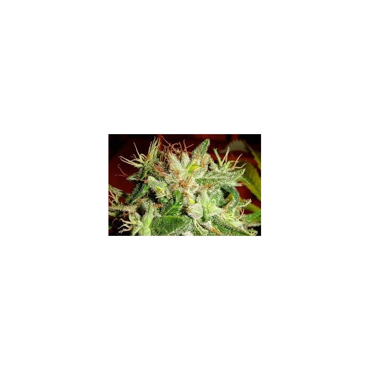 Kushadelic Feminizada de Soma Seeds
