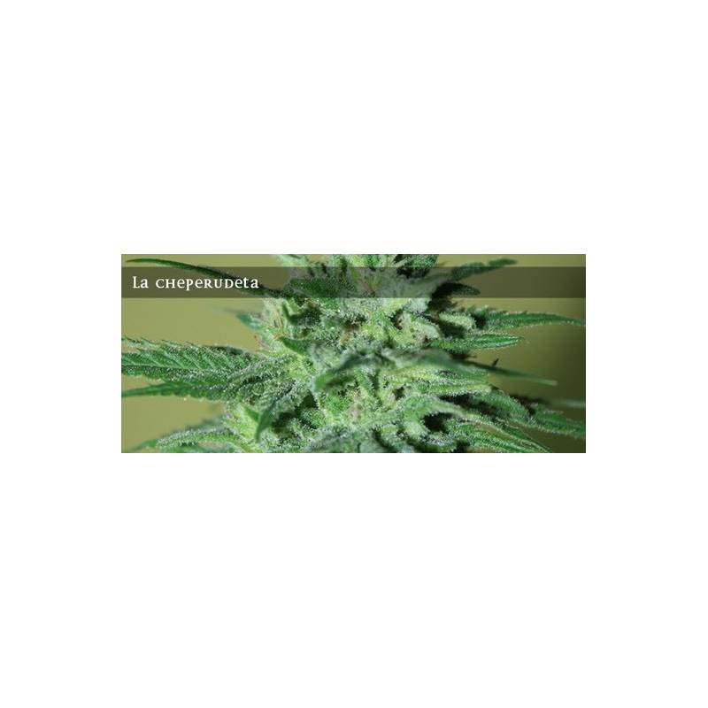 La Cheperudeta Feminizada de Elite Seeds