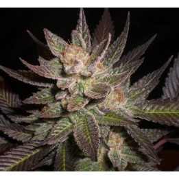 Lavandula Feminizada de Expert Seeds