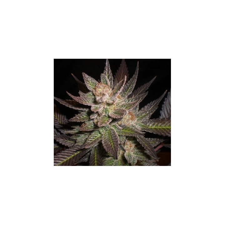 Lavandula Feminizada de Expert Seeds