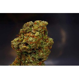 Lavender Feminizada de Soma Seeds