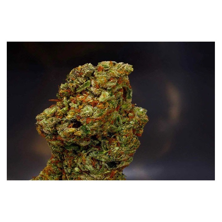 Lavender Feminizada de Soma Seeds