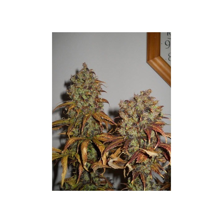 Mango Regular de K.C. Brains
