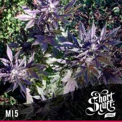 MI5 Feminizada de Short Stuff Seeds