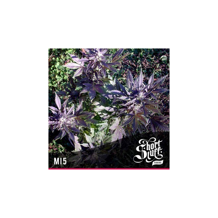 MI5 Feminizada de Short Stuff Seeds