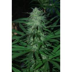 Mix Regular de Cannabiogen Seeds