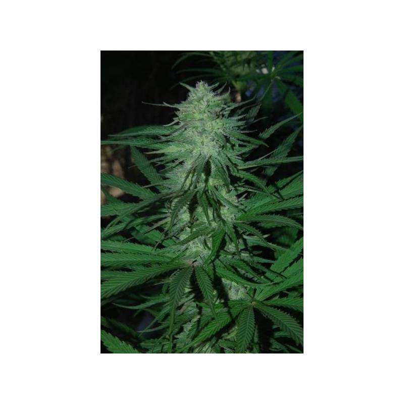 Mix Regular de Cannabiogen Seeds