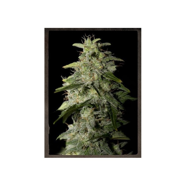 Money Maker Feminizada de Strainhunters