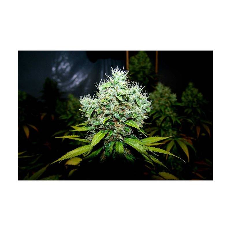 NYC Diesel Feminizada de Soma Seeds