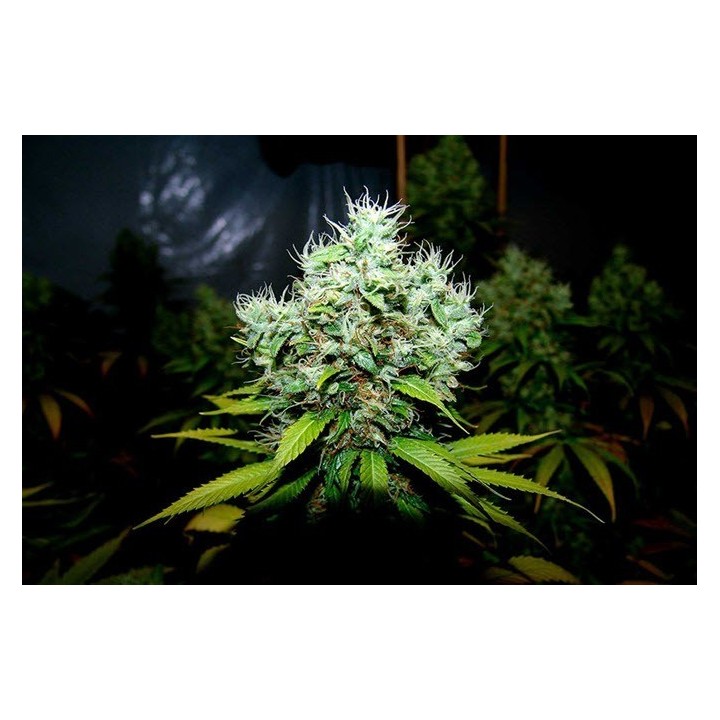 NYC Diesel Feminizada de Soma Seeds
