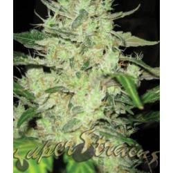 Next Of Kin Feminizada de Super Strains