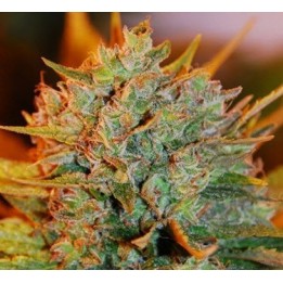 NL X Big Bud Autofloreciente Feminizada de Expert Seeds
