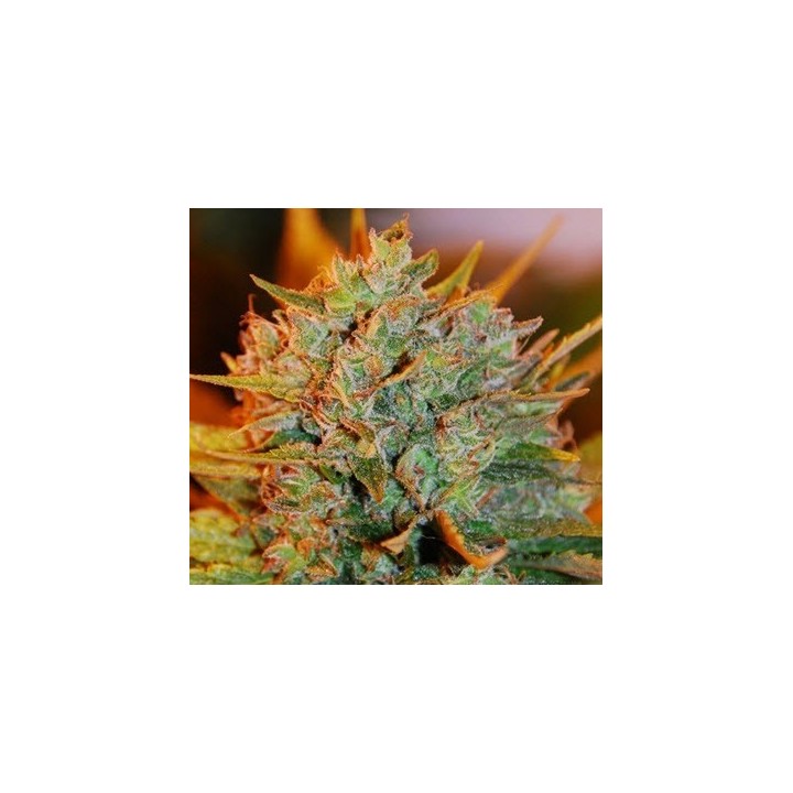 NL X Big Bud Autofloreciente Feminizada de Expert Seeds