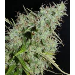 NLX Autofloreciente Regular de 