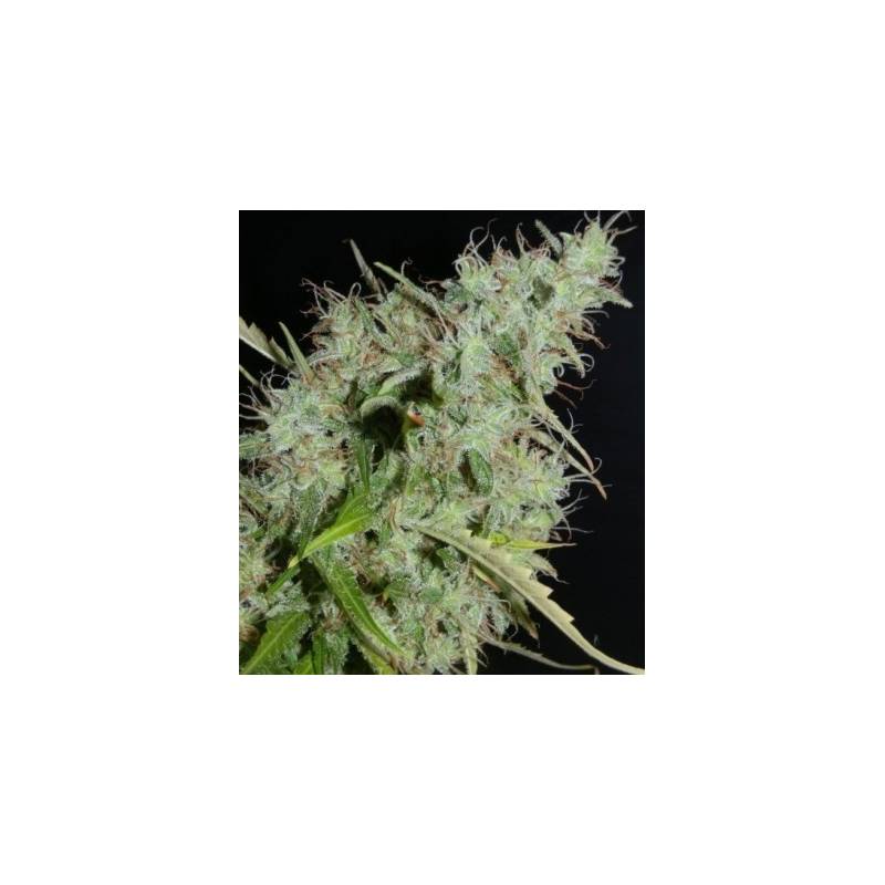 NLX Autofloreciente Regular de 