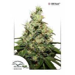 Kush CBD Feminizada de Dutch Passion