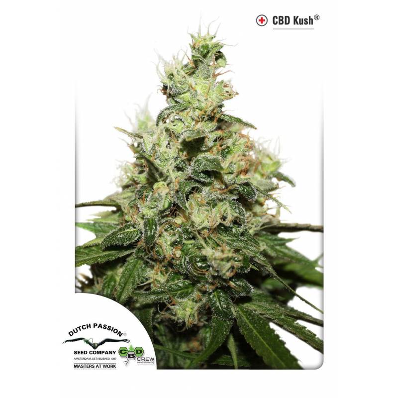 Kush CBD Feminizada de Dutch Passion Kush CBD Feminizada de Dutch Passion