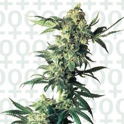 Northern Lights Feminizada de Sensi Seeds