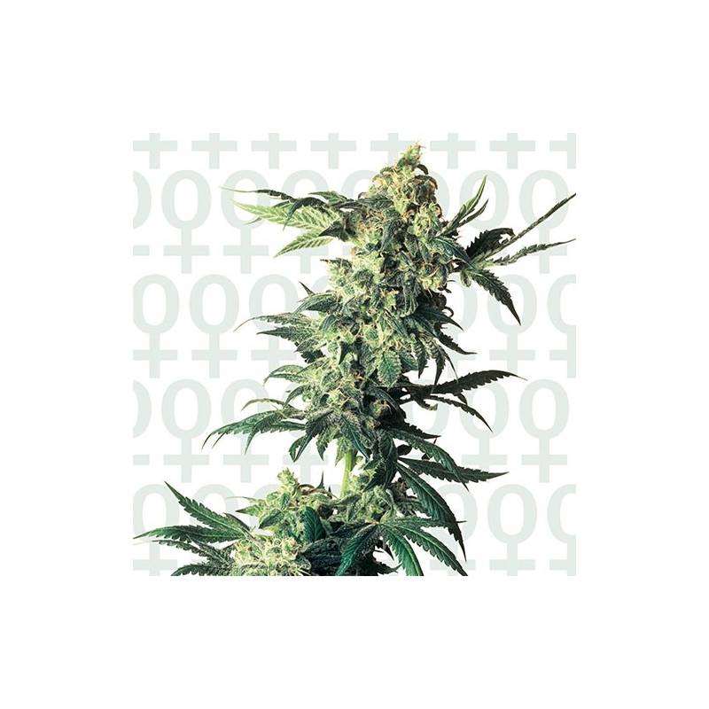 Northern Lights Feminizada de Sensi Seeds