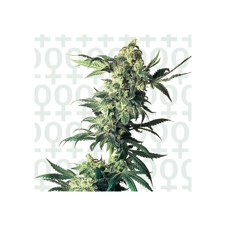 Northern Lights Feminizada de Sensi Seeds