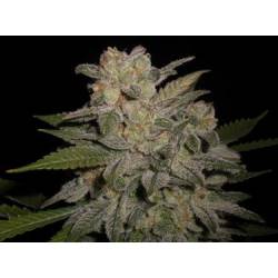 Northern Light Autofloreciente Feminizada de Expert Seeds