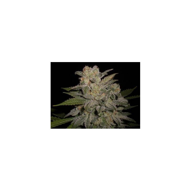 Northern Light Autofloreciente Feminizada de Expert Seeds