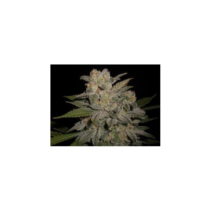 Northern Light Autofloreciente Feminizada de Expert Seeds