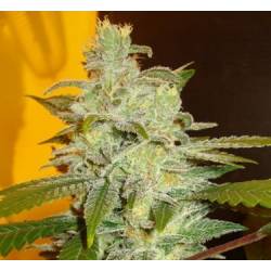 Northern Lights Feminizada de Expert Seeds