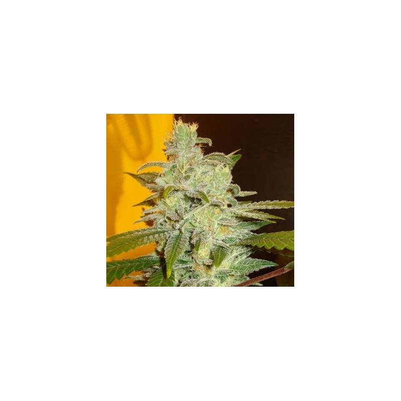 Northern Lights Feminizada de Expert Seeds