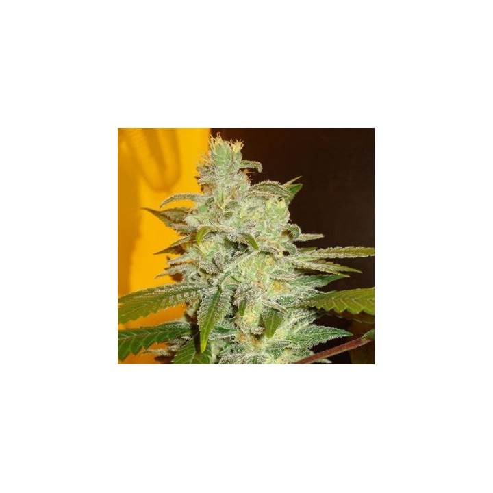 Northern Lights Feminizada de Expert Seeds
