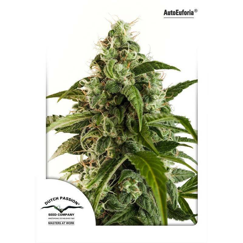Euforia Autofloreciente Feminizada de Dutch Passion Euforia Autofloreciente Feminizada de Dutch Passion