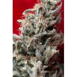 O'haze Red Feminizada de Reggae Seeds