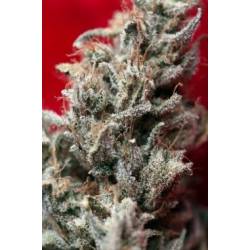 O'haze Red Feminizada de Reggae Seeds