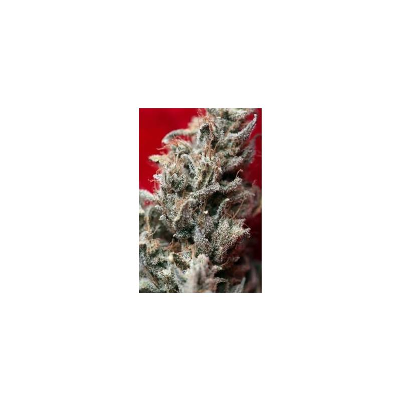 O'haze Red Feminizada de Reggae Seeds