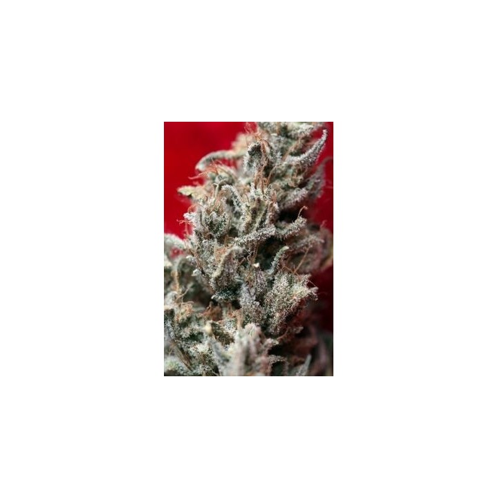 O'haze Red Feminizada de Reggae Seeds