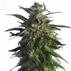 Old Early Skunk (español) Feminizada de 