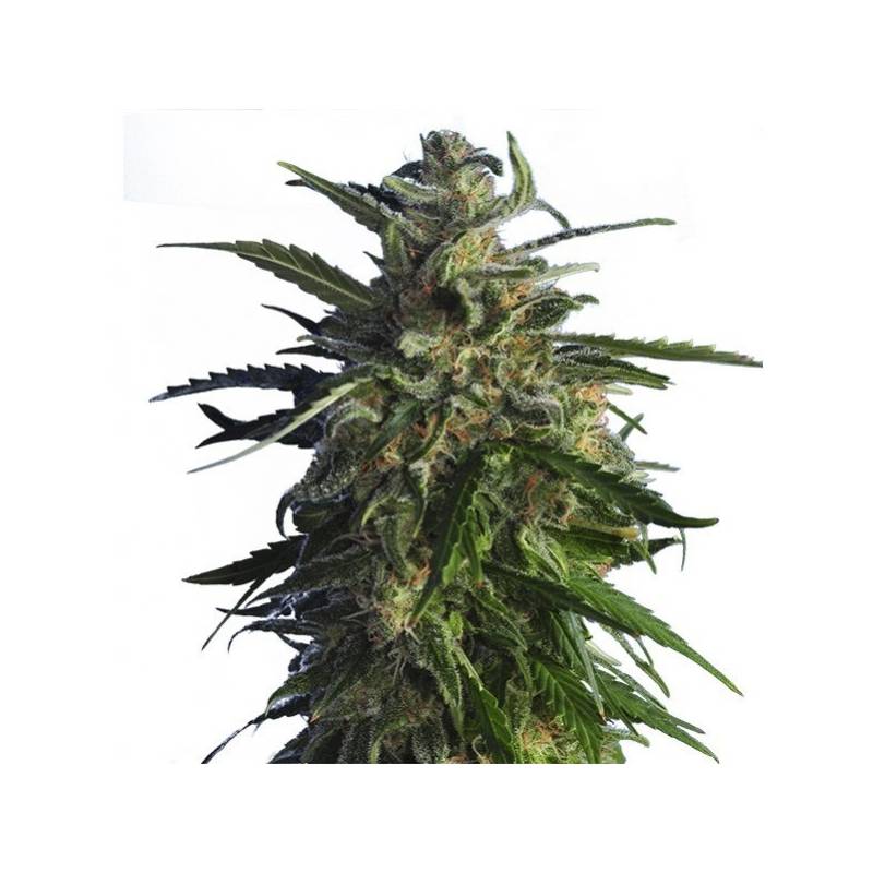 Old Early Skunk (ingles) Feminizada de 