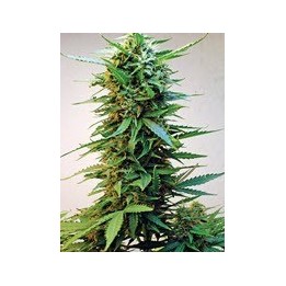 Onyx Feminizada de Short Stuff Seeds