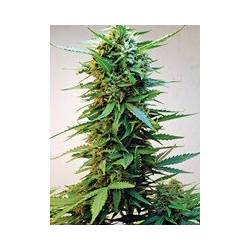 Onyx Feminizada de Short Stuff Seeds