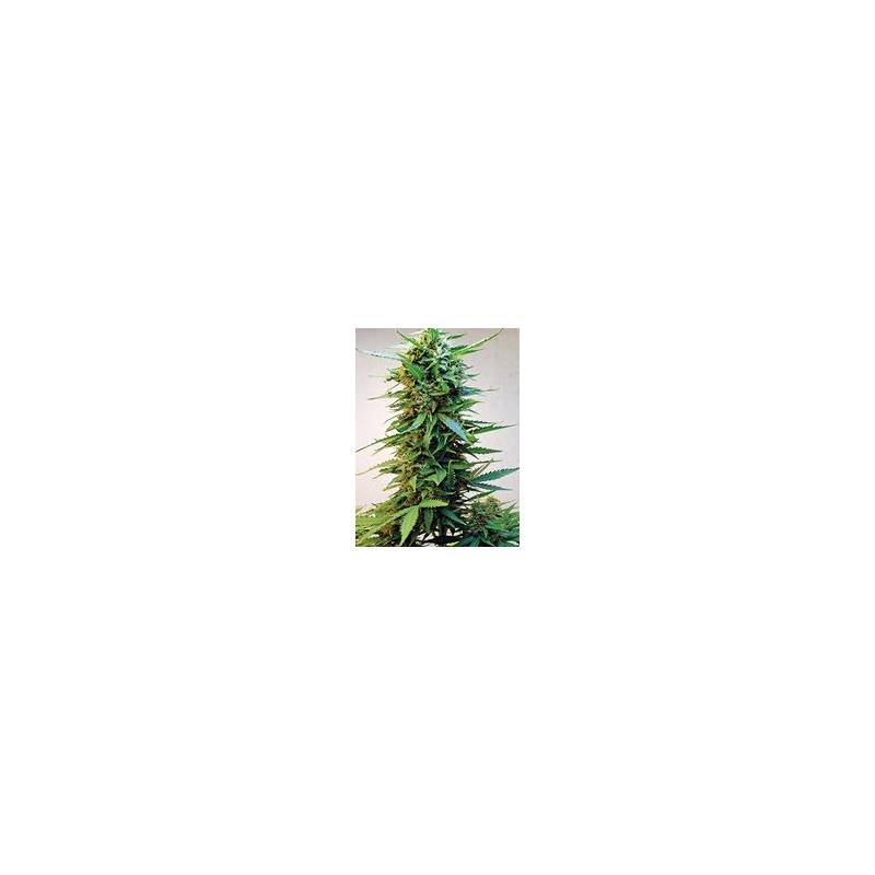 Onyx Feminizada de Short Stuff Seeds