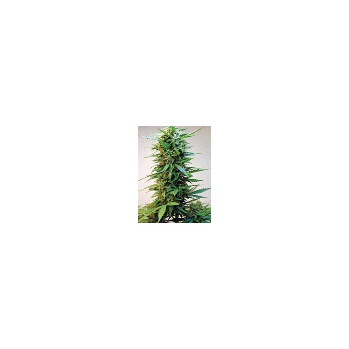 Onyx Feminizada de Short Stuff Seeds