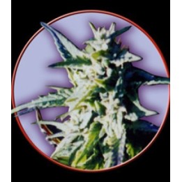Owl's Skunk Regular de Owl's Productions Seeds
