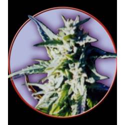 Owl's Skunk Regular de Owl's Productions Seeds