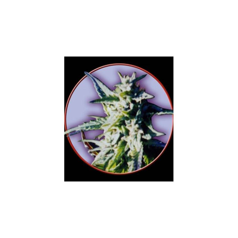 Owl's Skunk Regular de Owl's Productions Seeds