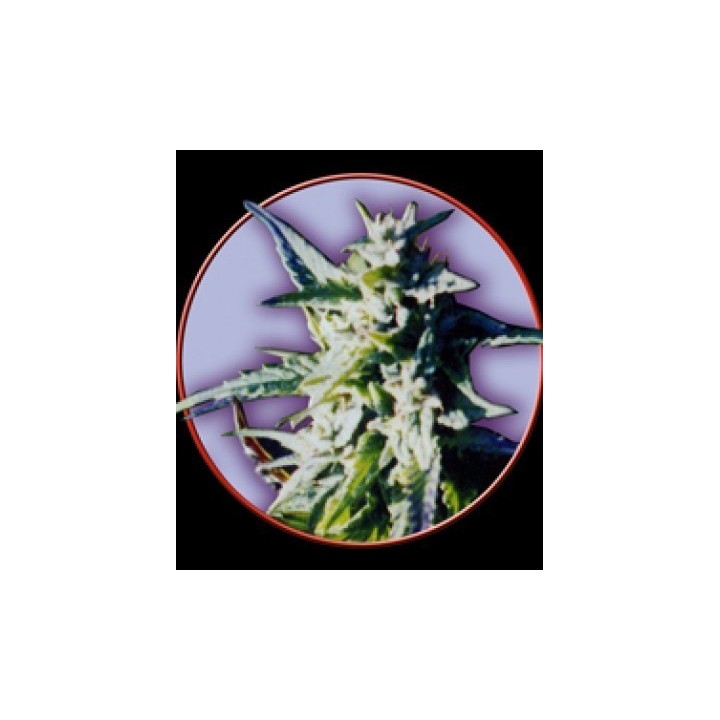 Owl's Skunk Regular de Owl's Productions Seeds