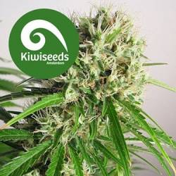 Phatt Freddy Feminizada de Kiwi Seeds