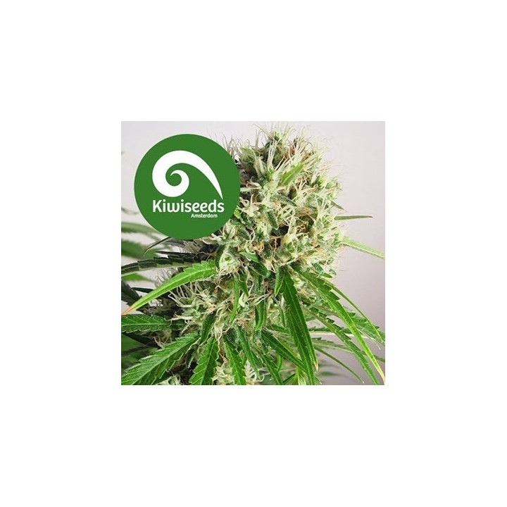Phatt Freddy Feminizada de Kiwi Seeds