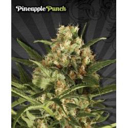 Pineapple Punch Autofloreciente Feminizada de Auto Seeds