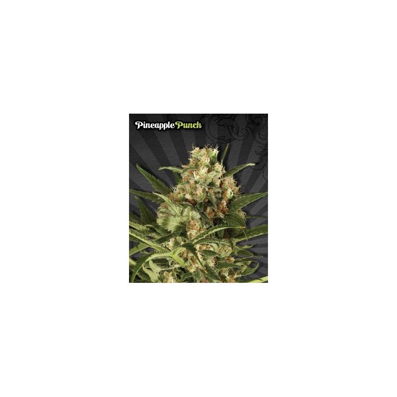 Pineapple Punch Autofloreciente Feminizada de Auto Seeds